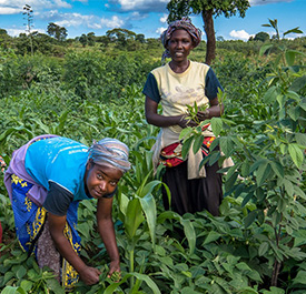 African women in a field. Copyright: Godong