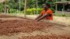 African woman drying cocoa beans