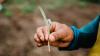 A hand holding a corn shoot